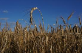 Επιστροφή της καλλιέργειας σουσαμιού για την ανασυγκρότηση της θεσσαλικής γεωργίας