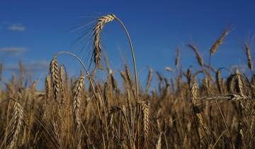 Επιστροφή της καλλιέργειας σουσαμιού για την ανασυγκρότηση της θεσσαλικής γεωργίας