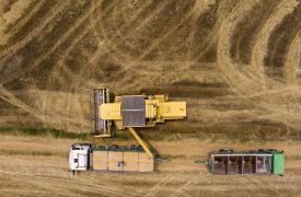 Ρωσία: Δύο περιοχές καλλιέργειας σιτηρών ανακοίνωσαν μειωμένη συγκομιδή λόγω παγετού