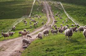 Ευρεία συντονιστική σύσκεψη στη Λάρισα για τα κρούσματα πανώλης σε αιγοπρόβατα