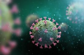 Περιβάλλον και Υγεία: Ευρέως διαδεδομένος στα άγρια ζώα ο ιός που προκαλεί Covid-19