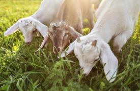 Κόρινθος: Λαμβάνονται μέτρα μετά τον εντοπισμό κρούσματος πανώλης μικρών μηρυκαστικών σε κτηνοτροφική μονάδα