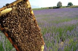 ΥΠΑΑΤ: Στήριξη στην ανάπτυξη της βιολογικής μελισσοκομίας