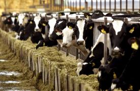 Σκωτία: Επιβεβαιώθηκε κρούσμα της νόσου των τρελών αγελάδων σε αγρόκτημα
