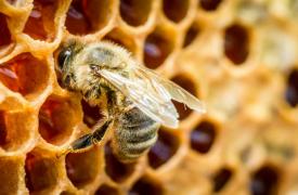 Προδημοσίευση Βιολογικής Γεωργίας, Κτηνοτροφίας και Μελισσοκομίας