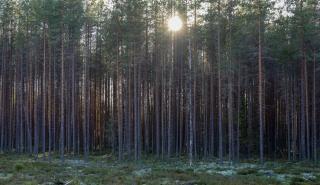 Η Ρωσία «επιστρατεύει» δάσος μεγαλύτερο από την Ινδία για την αντιστάθμιση εκπομπών άνθρακα
