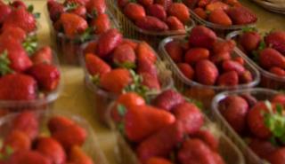 Ρεκόρ εξαγωγών φέτος για τις ελληνικές φράουλες