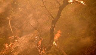 Νέα πυρκαγιά καίει πευκοδάσος στην Κόνιτσα