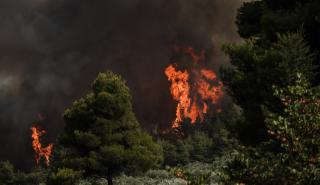 Πυρκαγιά στην Εύβοια: Οι φλόγες κυκλώνουν τα χωριά Αμέλαντες, Σκεπαστή