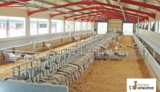 Φάρμα Ήπειρος: Το ανθρακικό αποτύπωμα του γάλακτος που παράγει σημαντικά μικρότερο από τον μέσο όρο στην Ευρώπη