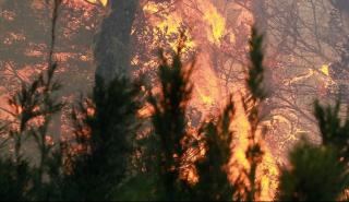 WWF: Να αυξηθούν τα κονδύλια και να ληφθούν επιπλέον μέτρα για την πρόληψη των πυρκαγιών στους δήμους