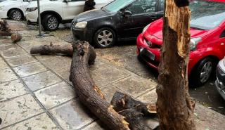 Θεσσαλονίκη: Δυνατός αέρας ξερίζωσε πλάτανο που καταπλάκωσε δυο αυτοκίνητα στην Άνω Πόλη