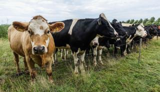 Ιρλανδία: Πίεση για θανάτωση 200.000 αγελάδων για να επιτύχουν κλιματικούς στόχους!