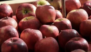 «Ναι» Κομισιόν σε ελληνικό πρόγραμμα 25 εκατ. ευρώ για στήριξη παραγωγών μήλων και κάστανων