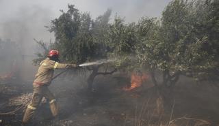 Πυρκαγιά στο Σέσκλο Μαγνησίας - Επί τόπου ισχυρές δυνάμεις της Πυροσβεστικής