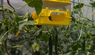 Επαναστατικές τεχνολογίες στον έλεγχο εντόμων και ασθενειών θερμοκηπιακών καλλιεργειών από το πανεπιστήμιο Θεσσαλίας