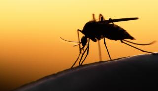 ΕΟΔΥ: Οι επιστήμονες ανησυχούν για ασθένειες που μεταδίδονται από τα κουνούπια