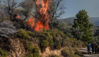 Μυτιλήνη: Φωτιά καίει ελαιώνες στη Μόρια