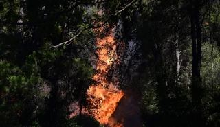 Οι σοβαρές επιπτώσεις στο περιβάλλον από τις πυρκαγιές