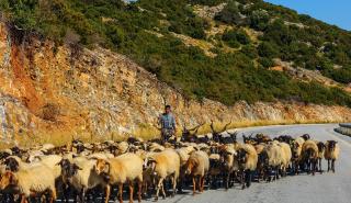 Ηράκλειο: Επιβεβαιώθηκαν τα πρώτα κρούσματα πανώλης μικρών μηρυκαστικών