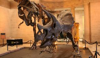 Ελβετία: Σε δημοπρασία ένας Τυραννόσαυρος Ρεξ