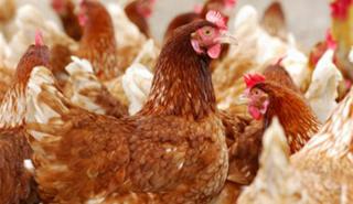 Αλβανία: Ανακλήθηκε απόφαση για την απαγόρευση εισαγωγής ελληνικών πουλερικών