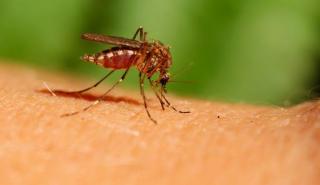 Κομισιόν: Εγκρίθηκε το εμβόλιο κατά του ιού Chikungunya - Project για εξάλειψη των κουνουπιών Aedes aegypti