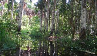 Η Coca-Cola «υιοθετεί» πάρκο στον Αμαζόνιο
