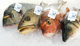 Επενδύσεις 7 εκατ. ευρώ για την προώθηση του «Fish from Greece»