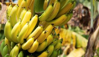 Μπανάνες από την Κόστα Ρίκα έκρυβαν 16 κιλά κοκαΐνη!