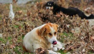 Βουλή: Κατατέθηκε το νομοσχέδιο για τα ζώα συντροφιάς - Τι προβλέπεται
