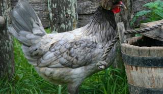 Ινδία: Εκατοντάδες κρούσματα της γρίπης των πτηνών H5N1 σε φάρμα για ερευνητικούς σκοπούς