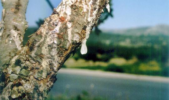 Μαστιχόδεντρα: Διασφαλίζοντας το μέλλον ενός εθνικού προϊόντος - Πρόγραμμα κατάρτισης και συμβουλευτικής