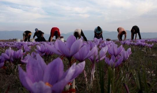 Κοζάνη: Χαμηλές οι προσδοκίες από το μέγεθος της φετινής παραγωγής Κρόκου