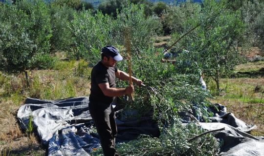 Νέοι Αγρότες: Τι απαιτεί η προκήρυξη ενός νέου προγράμματος; Εύκολη η συμμετοχή παλαιών επιλαχόντων;