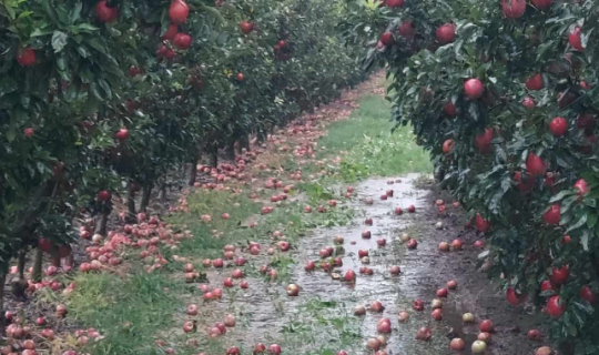 Πλημμύρες: Στη Θεσσαλία το 7% της συνολικής παραγωγής φρούτων και λαχανικών στην Ελλάδα