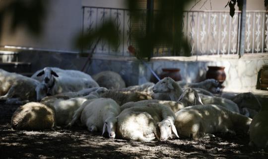 Θεσσαλία: Νεκρά τουλάχιστον 38.000 αιγοπρόβατα και 7.000 χοίροι από τις πλημμύρες