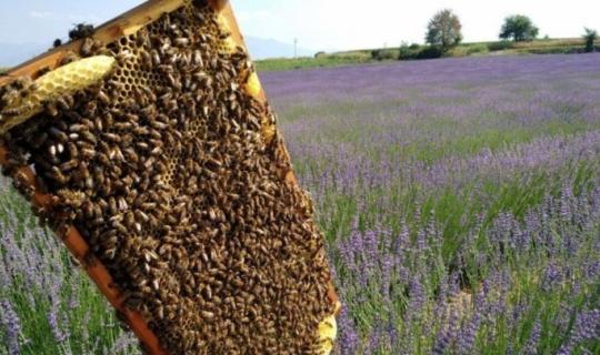 ΥΠΑΑΤ: Στήριξη στην ανάπτυξη της βιολογικής μελισσοκομίας