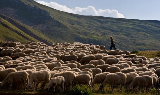 Αυγενάκης: Παρεμβάσεις 2 δισ. ευρώ για τη στήριξη της κτηνοτροφίας
