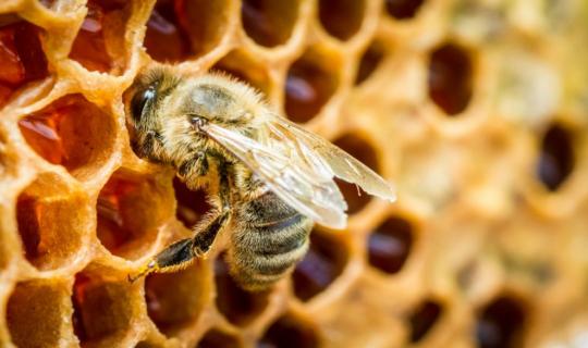 Καβάλα: Πώς ένα τούβλο μετατρέπεται σε οικοδομικό βιότοπο για μέλισσες