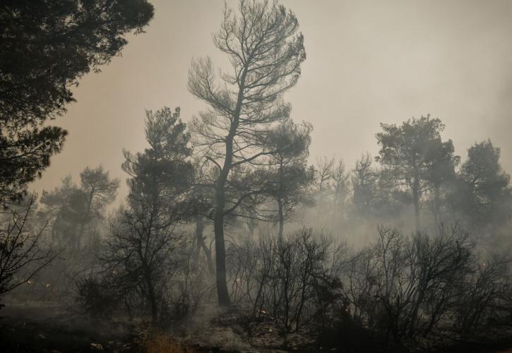 Πυρκαγιά στην Ισπανία: Καταστράφηκαν χιλιάδες στρέμματα δάσους εν μέσω καύσωνα