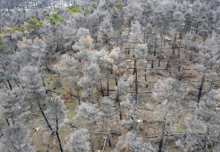 Ο Όμιλος ΕΛΛΗΝΙΚΑ ΠΕΤΡΕΛΑΙΑ συμβάλλει καθοριστικά στην αποκατάσταση πυρόπληκτων περιοχών