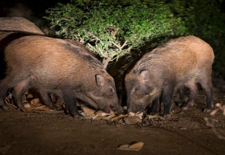 Λαμία: Περιπολίες για αγέλες από αγριόχοιρους ακόμα και στην εθνική οδό