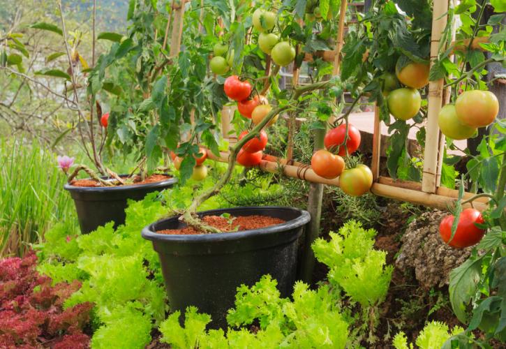 Δήμος της Κρήτης απαγόρευσε τη φύτευση οπωροκηπευτικών στους κήπους των σπιτιών