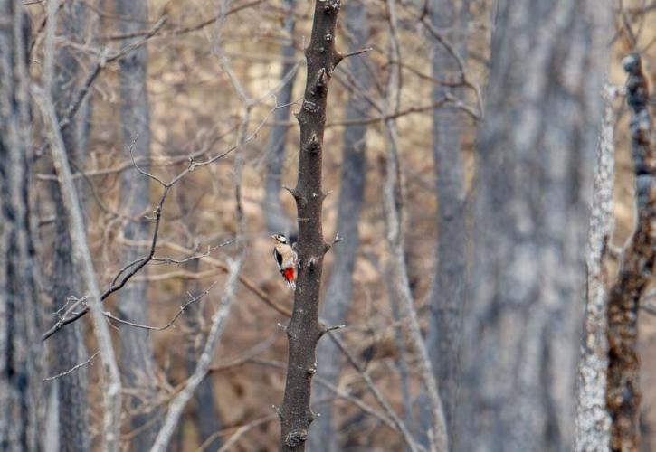 Σπάνια αρπακτικά και πανέμορφα πτηνά επιστρέφουν στο δάσος της Δαδιάς