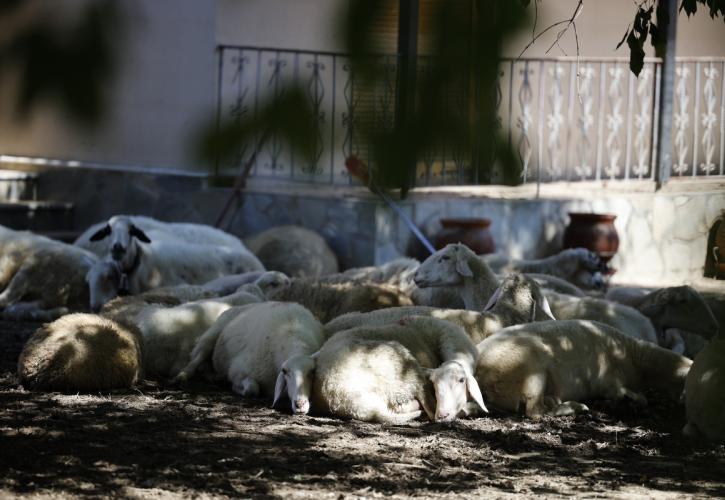 Δένδιας: Και οι ΕΔ στη μάχη για την περισυλλογή νεκρών ζώων από τις περιοχές της Θεσσαλίας