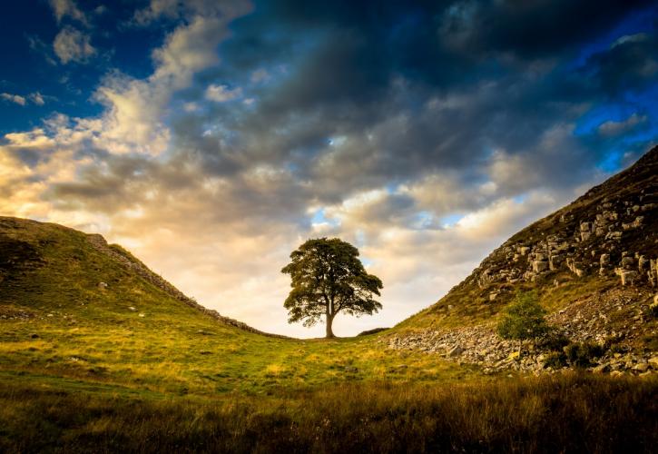 Βρετανία: Βάνδαλοι έκοψαν το εμβληματικό «δένδρο του Ρομπέν των Δασών», ηλικίας εκατοντάδων ετών