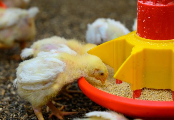 Ακαδημία Πτηνοτροφίας: Σε Άρτα και Ιωάννινα οι επόμενοι κύκλοι εκπαίδευσης νέων πτηνοτρόφων – Αιτήσεις έως 30 Οκτωβρίου