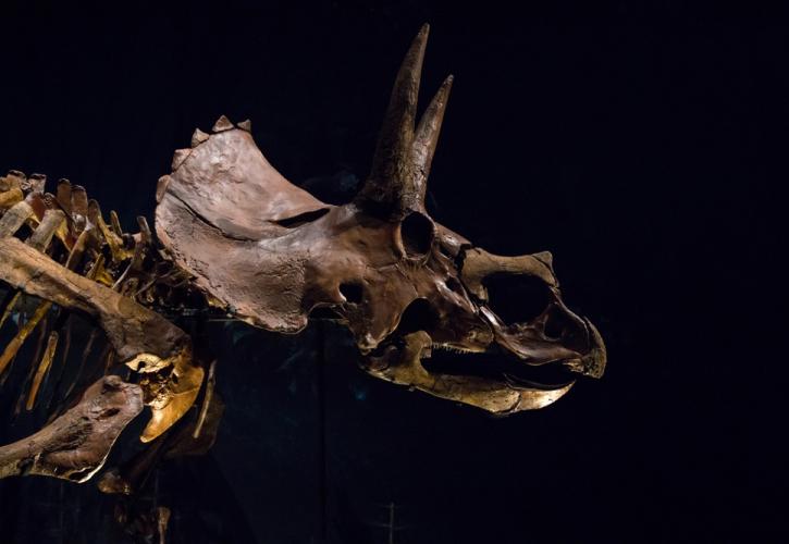 Σχεδόν 50 εκατ. δολάρια «έπιασε» το μεγαλύτερο απολίθωμα στεγόσαυρου που βρέθηκε ποτέ