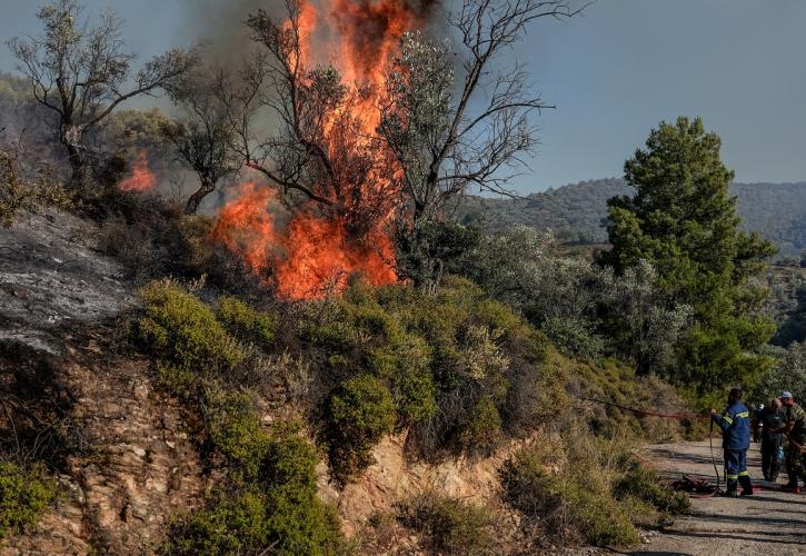 Μυτιλήνη: Φωτιά καίει ελαιώνες στη Μόρια